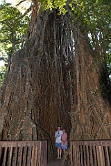 0495 Cathedral Fig Tree